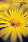 DORONICUM, LEOPARDS BANE