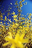 FORSYTHIA, FORSYTHIA