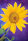 HELIANTHUS ANNUS, SUNFLOWER