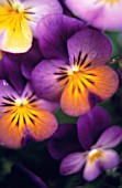 VIOLA TRICOLOR, HEARTSEASE