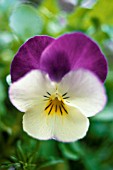 VIOLA WITTROCKIANA, PANSY