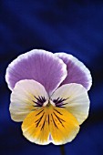 VIOLA WITTROCKIANA, PANSY