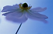 ANEMONE X HYBRIDA HONORINE JOBERT, ANEMONE - JAPANESE ANEMONE