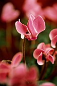 CYCLAMEN, CYCLAMEN