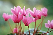 CYCLAMEN, CYCLAMEN