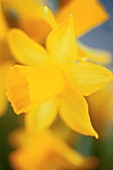 NARCISSUS, DAFFODIL