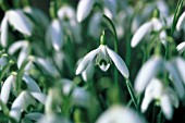 GALANTHUS NIVALIS, SNOWDROP