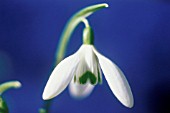 GALANTHUS NIVALIS, SNOWDROP