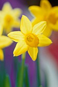 NARCISSUS, DAFFODIL