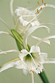 HYMENOCALLIS NARCISSIFLORA, PERUVIAN DAFFODIL