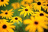 RUDBECKIA FULGIDA, CONEFLOWER, BLACK-EYED SUSAN