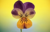 VIOLA WITTROCKIANA, PANSY