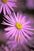 ASTER, DAISY