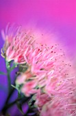 SEDUM SPECTABILIS, ICE PLANT