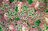 SEDUM SPECTABILIS, ICE PLANT