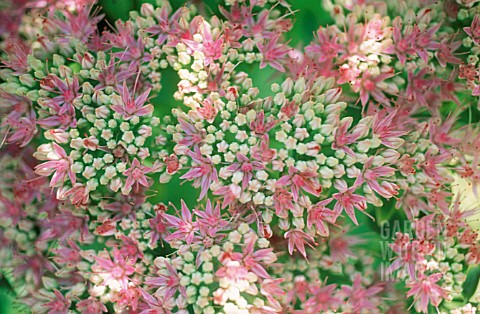 SEDUM_SPECTABILIS_ICE_PLANT