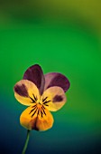 VIOLA TRICOLOR, HEARTSEASE