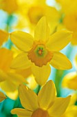 NARCISSUS, DAFFODIL