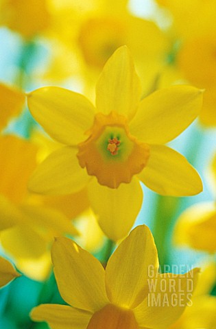 NARCISSUS_DAFFODIL