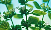 MELISSA OFFICINALIS, LEMON BALM