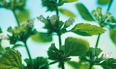 MELISSA_OFFICINALIS_LEMON_BALM