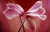 CYCLAMEN, CYCLAMEN