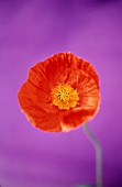 PAPAVER, POPPY