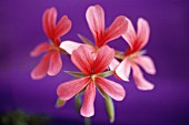 PELARGONIUM, PELARGONIUM