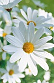 LEUCANTHEMUM VULGARE, DAISY - OX-EYE DAISY