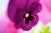 VIOLA WITTROCKIANA, PANSY