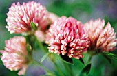 TRIFOLIUM PRATENSE, CLOVER