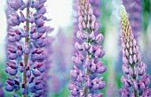 LUPINUS, LUPIN