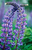 LUPINUS, LUPIN