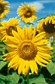 HELIANTHUS ANNUS, (SUNFLOWER)