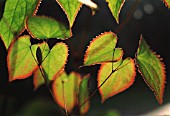 EPIMEDIUM, EPIMEDIUM LEAVES