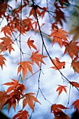 ACER PALMATUM, JAPANESE MAPLE