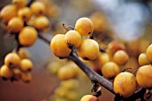 SORBUS JOSEPH ROCK, MOUNTAIN ASH