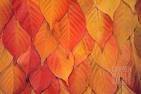 ORANGE_AND_RED_LEAVES_OVERLAYED