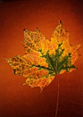 ACER PSEUDOPLATANUS, SYCAMORE