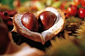 AESCULUS HIPPOCASTANUM, HORSE CHESTNUT, CONKER