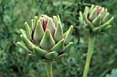 CYNARA SCOLYMUS, GLOBE ARTICHOKE