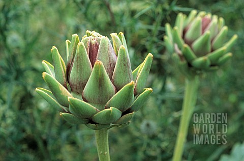 CYNARA_SCOLYMUS_GLOBE_ARTICHOKE