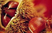 CASTANEA SATIVA, CHESTNUT - SWEET CHESNUT