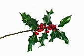 ILEX, HOLLY