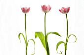 TULIPA, TULIP