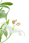 LILIUM, LILY