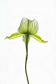 PAPHIOPEDILUM, ORCHID