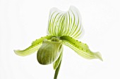 PAPHIOPEDILUM, ORCHID