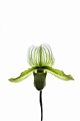 PAPHIOPEDILUM, ORCHID