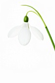 GALANTHUS NIVALIS, SNOWDROP